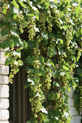 Climbing Plants for Pergolas Grapevine.jpg