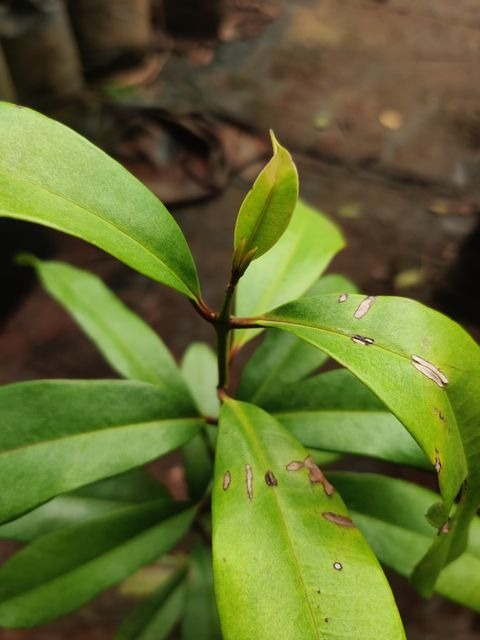 no perennial no allspice live pl.jpg
