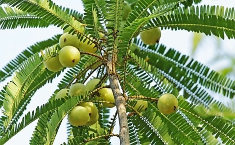 yes annual yes amla plant 1 roya.jpg