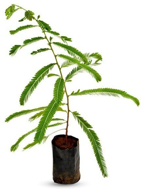 no biennial yes om garden univer.jpg