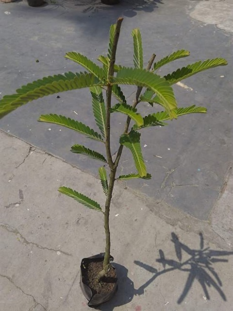 no annual yes live amla plant wi.jpg