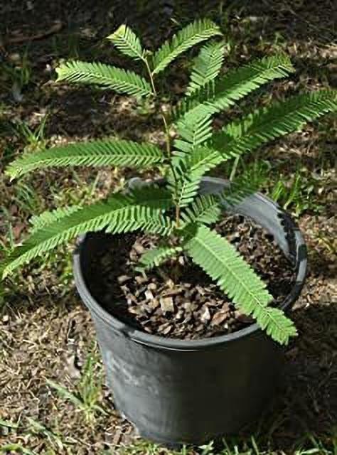 yes annual yes amla live plant i.jpg