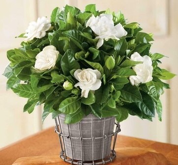 paryavaraan gardenia live outdoo.jpg