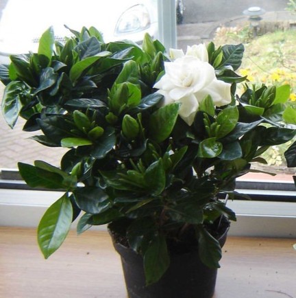 pp000216 1 nurserynature origina.jpg