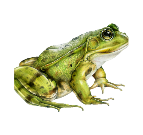 katak 2.png