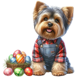 Yorkshire Terrier (2)