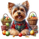 Yorkshire Terrier (1)
