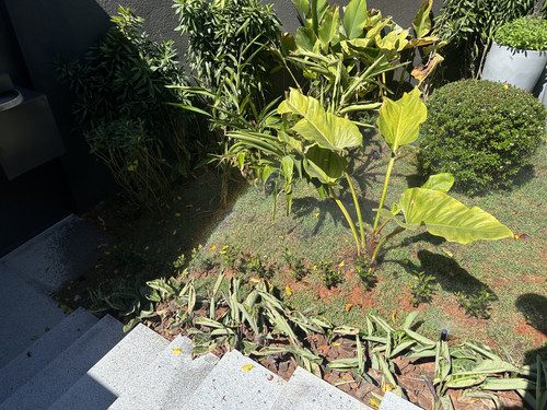 Jardim Complemento Irrigação Escada Social (1).jpg