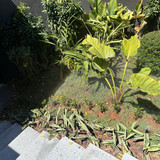 Jardim Complemento Irrigação Escada Social (1)
