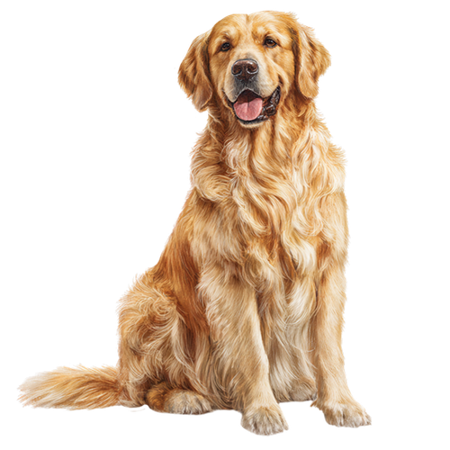 BC GroomingTime El (34).png