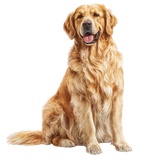 BC GroomingTime El (34)