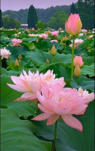 71sHZHOyOhL. SL1500 .jpg