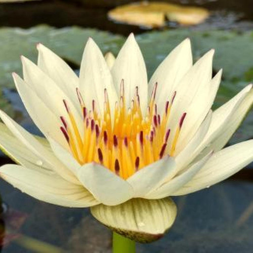 81jFmDtoGWL. AC SL1500 .jpg