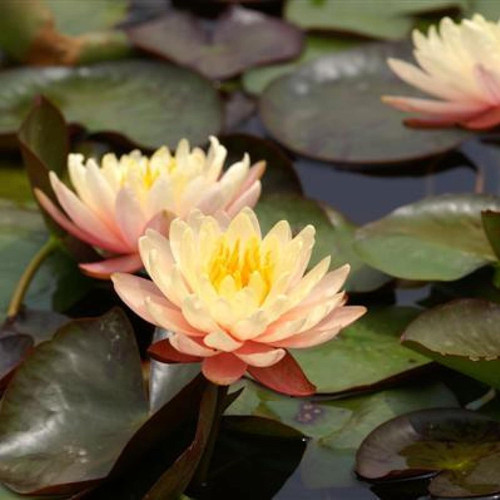 710VQ+BYqqL. AC SL1500 .jpg