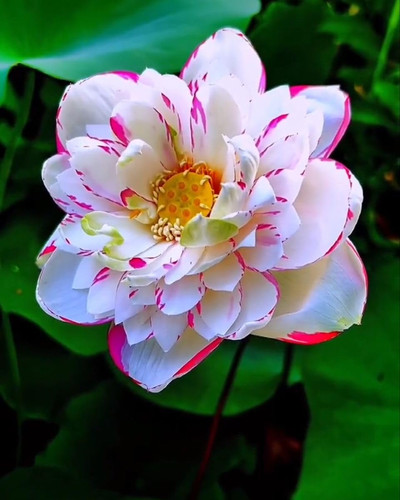 61gN0sogi9L. SL1200 .jpg