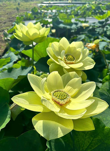 71fw2OE5gmL. SL1500 .jpg