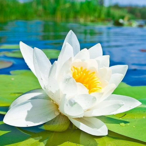 51g 8CMMvgL. AC .jpg