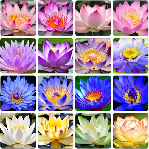 71AhqmyPY4L. AC .jpg