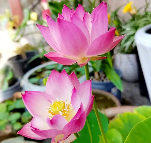 619obkx5TBL. AC SL1080 .jpg