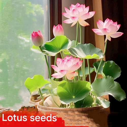 71fkOZa9ZVL. AC SL1500 .jpg