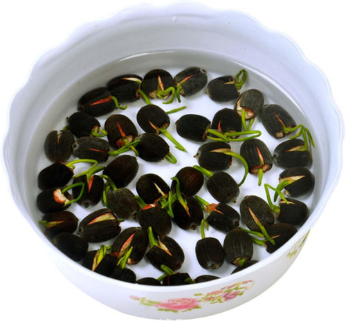 61EZSFIqXbL. AC SL1500 .jpg