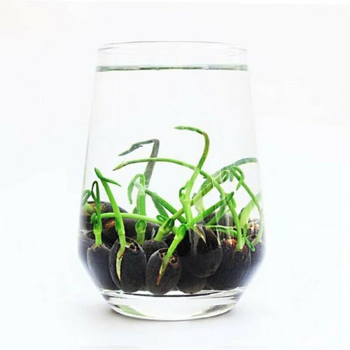 41R h oJI7L. AC .jpg