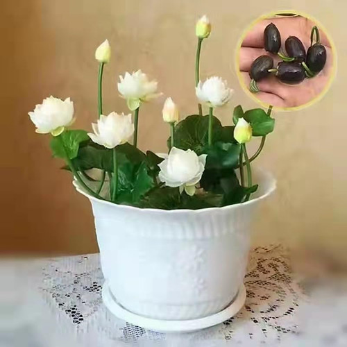 517hS9+oJ1L. AC .jpg