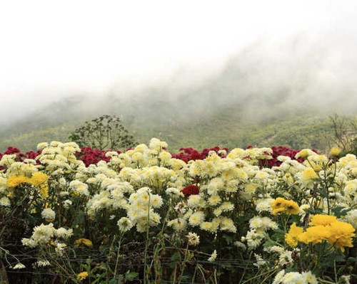 27 chandramallika plant chandram.jpg