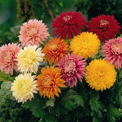 flora seeds premium chrysanthemu.jpg