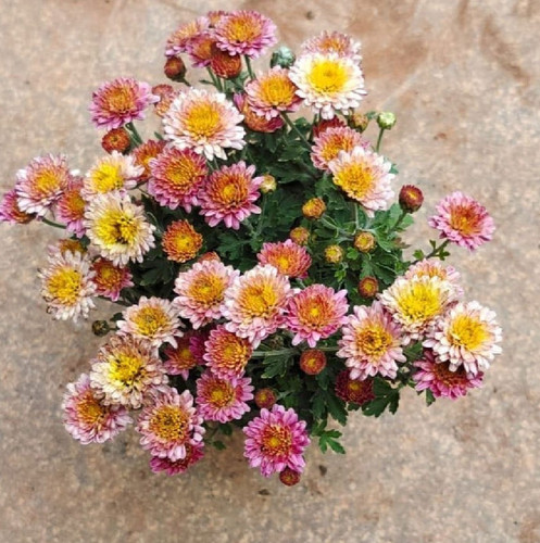 chrysanthemum flowering plant.jpg