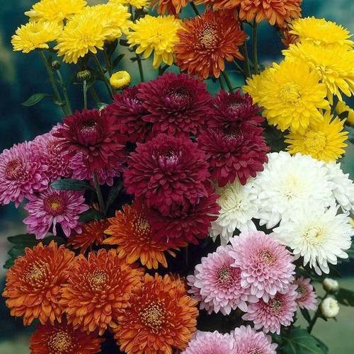 paryavaraan seeds chrysanthemum.jpg