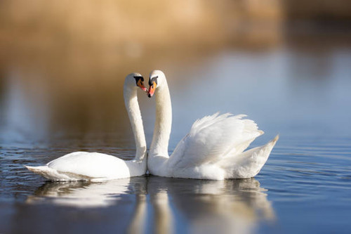 Couple of white swans on the lake.jpg