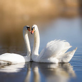 Couple of white swans on the lake