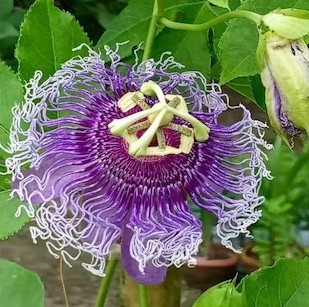 bobobithi purple passion flower.jpg