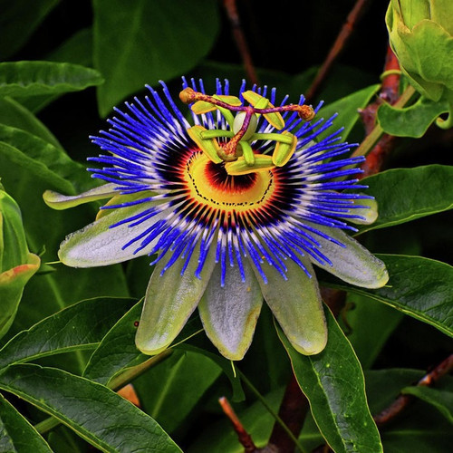 no perennial yes passion flower.jpg