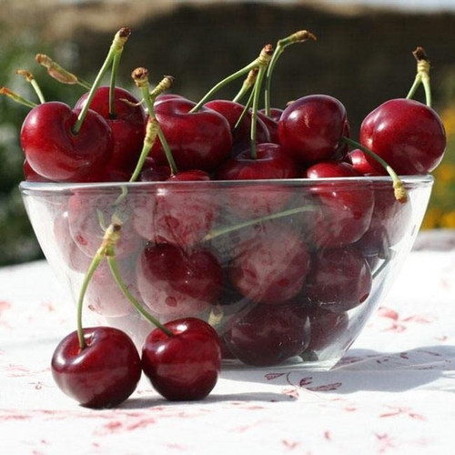 4 cherry fruit hybrid seeds c353.jpg