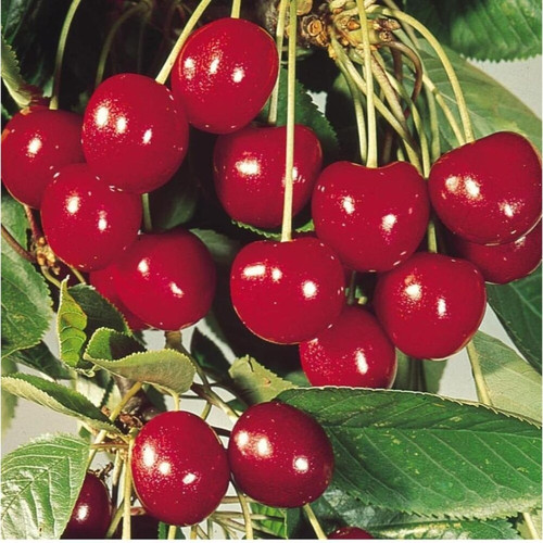 cloud farm cherry plant pack of.jpg