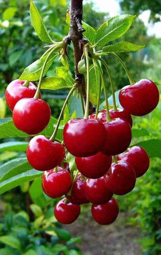 8 cherry fruit hybrid seeds c398.jpg