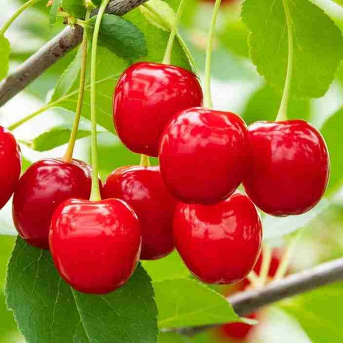 2 cherry fruit hybrid seeds c372.jpg
