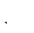 moth