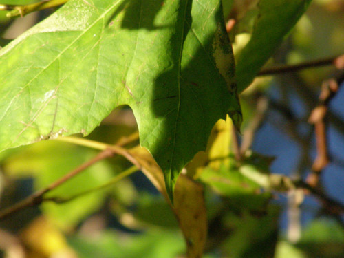 OLYMPUS DIGITAL CAMERA.jpg