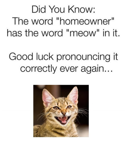 meow meme.jpg