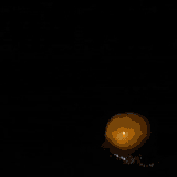 RpYcM.gif