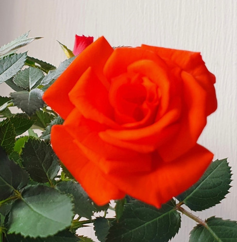 A flourishing rose, with a little bud peeking behind it. The full rose is the one that seems to have done the best in the flowerpot, growing wonderfully for just over a fortnight ??? Taken 29.09.2022