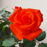 The great potted rose