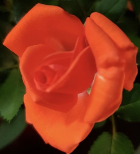 Orange-red rose.jpg