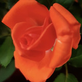Orange-red rose