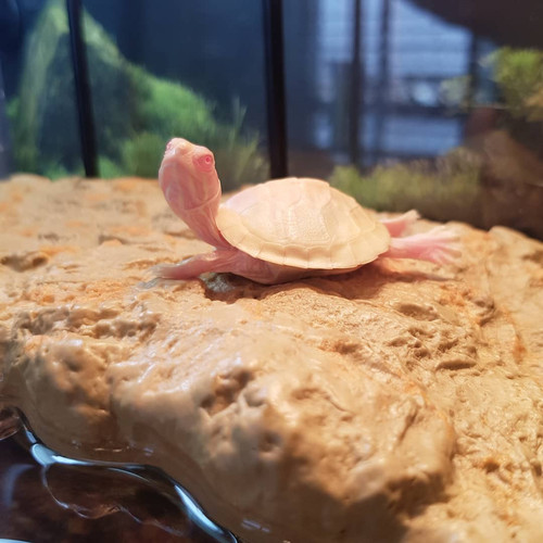 Iran Turtle پرسش و پاسخ در مورد نگهداری لاکپشت و مشکلات لاکپشت.jpg