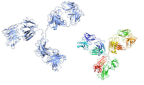 anti-EBNA positive.jpg