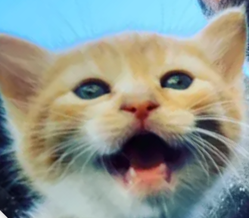 Screenshot 20220309 211611~4.png